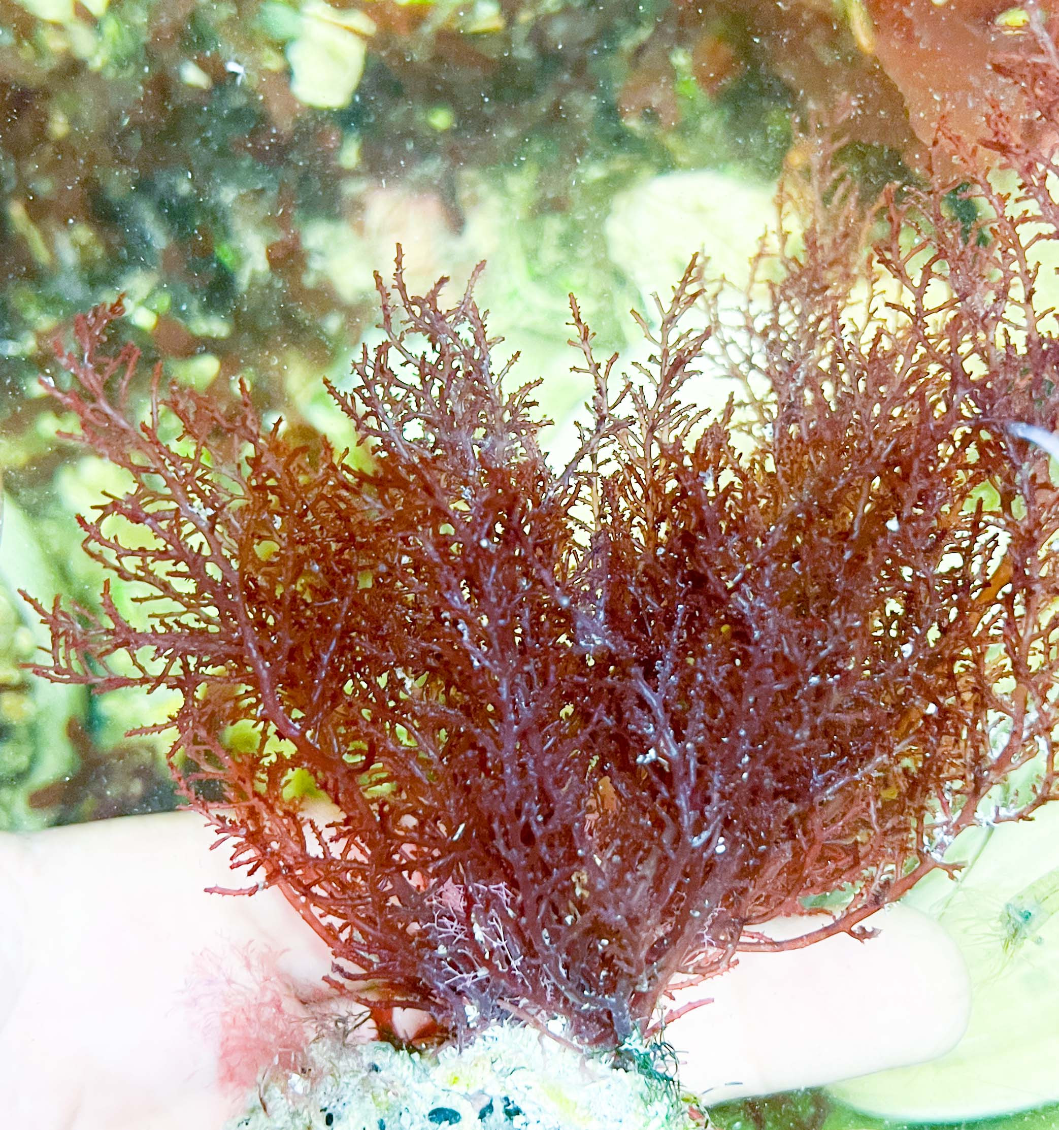 Macroalgae Labeles Macro Algae