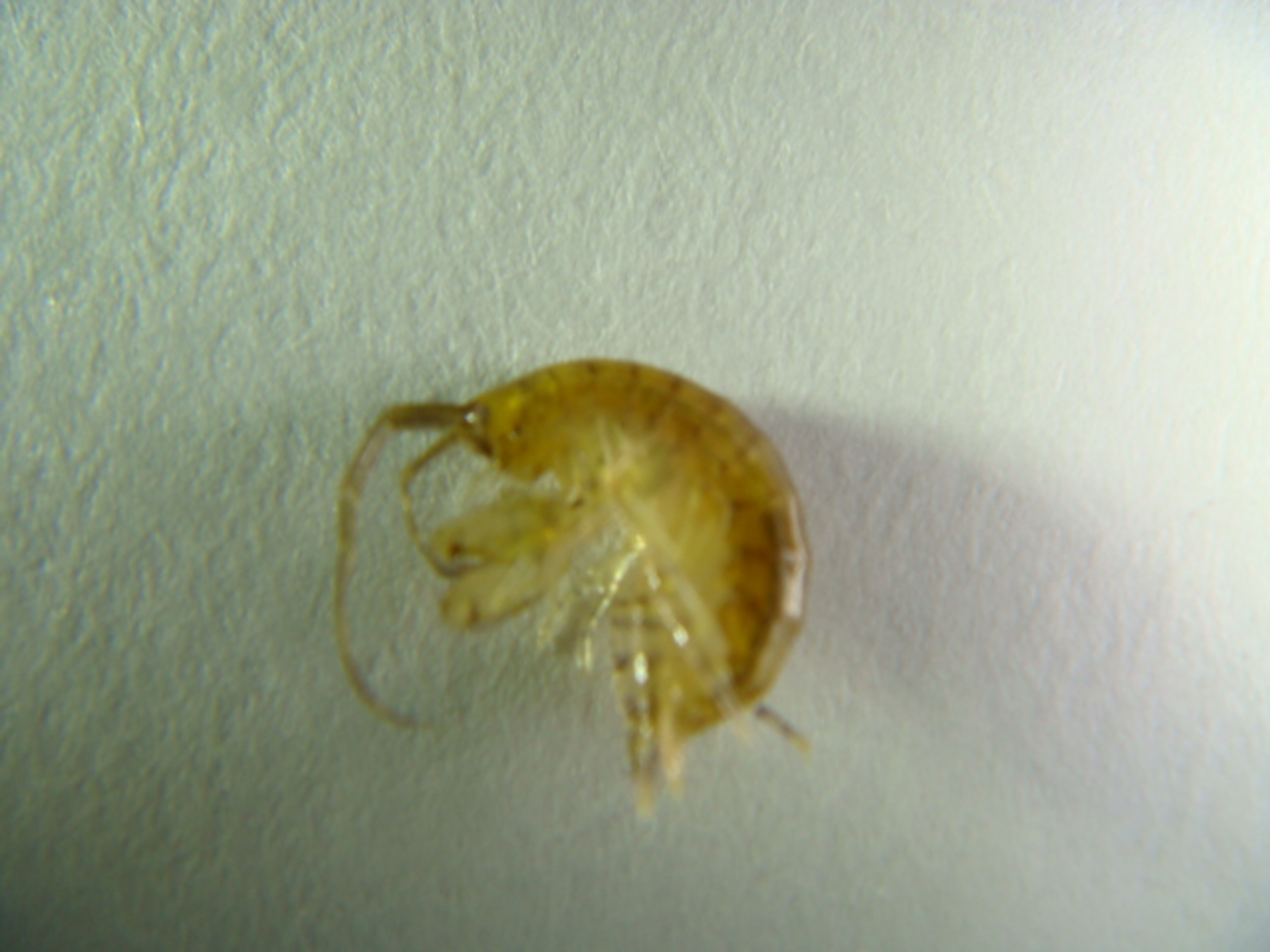 Amphipods