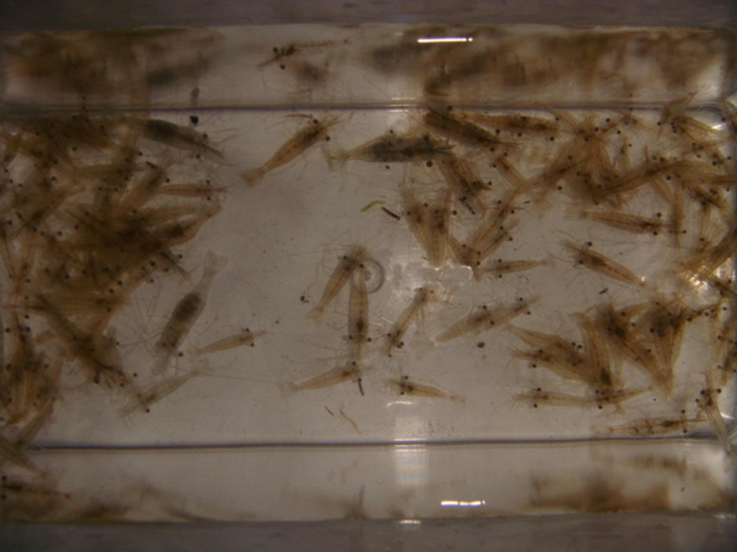 Saltwater Feeder Shrimp Feeder Shrimp Feeder Shrimp for Sale