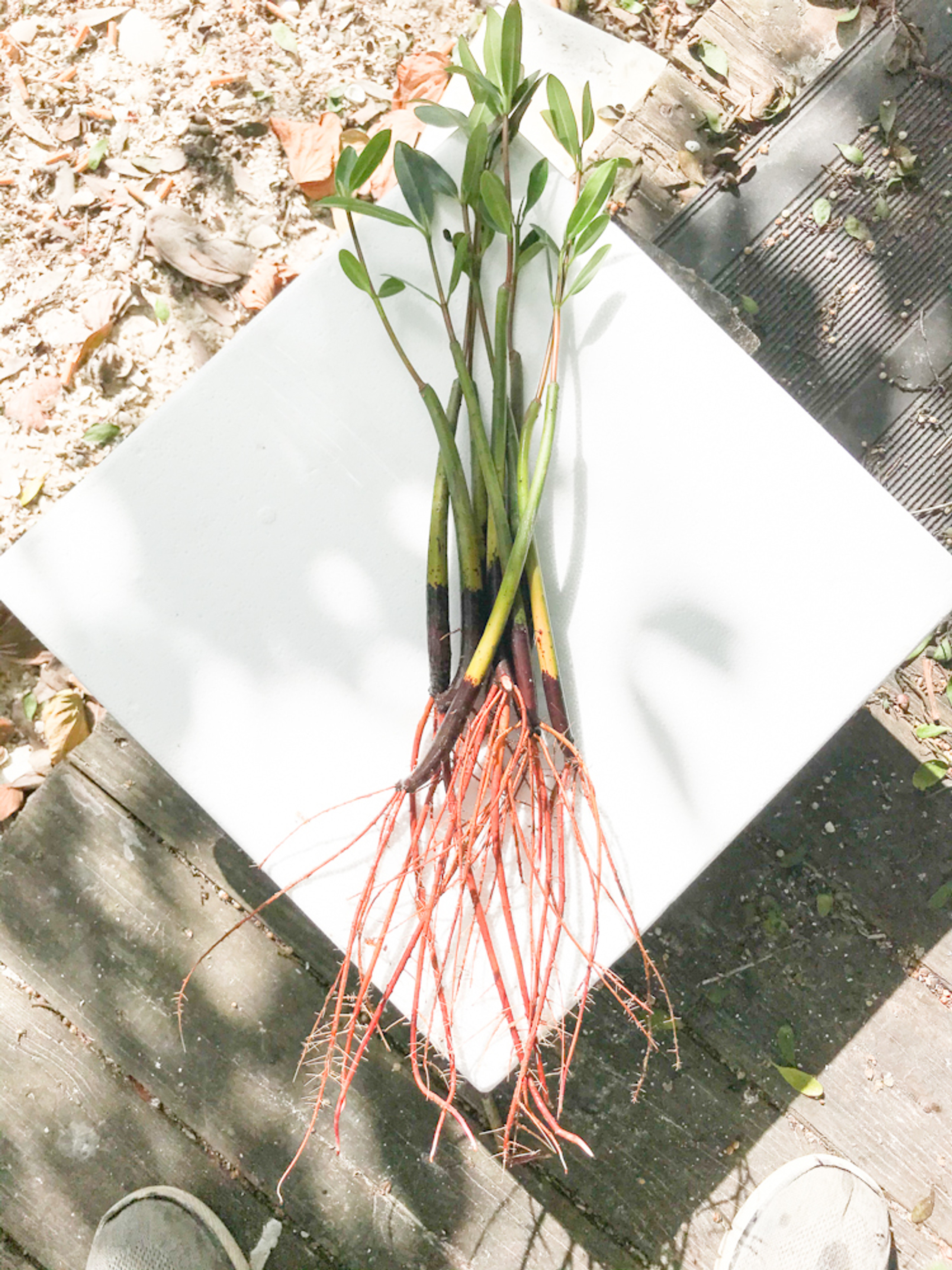 Mangroves for Sale Get Mangroves with Prop roots