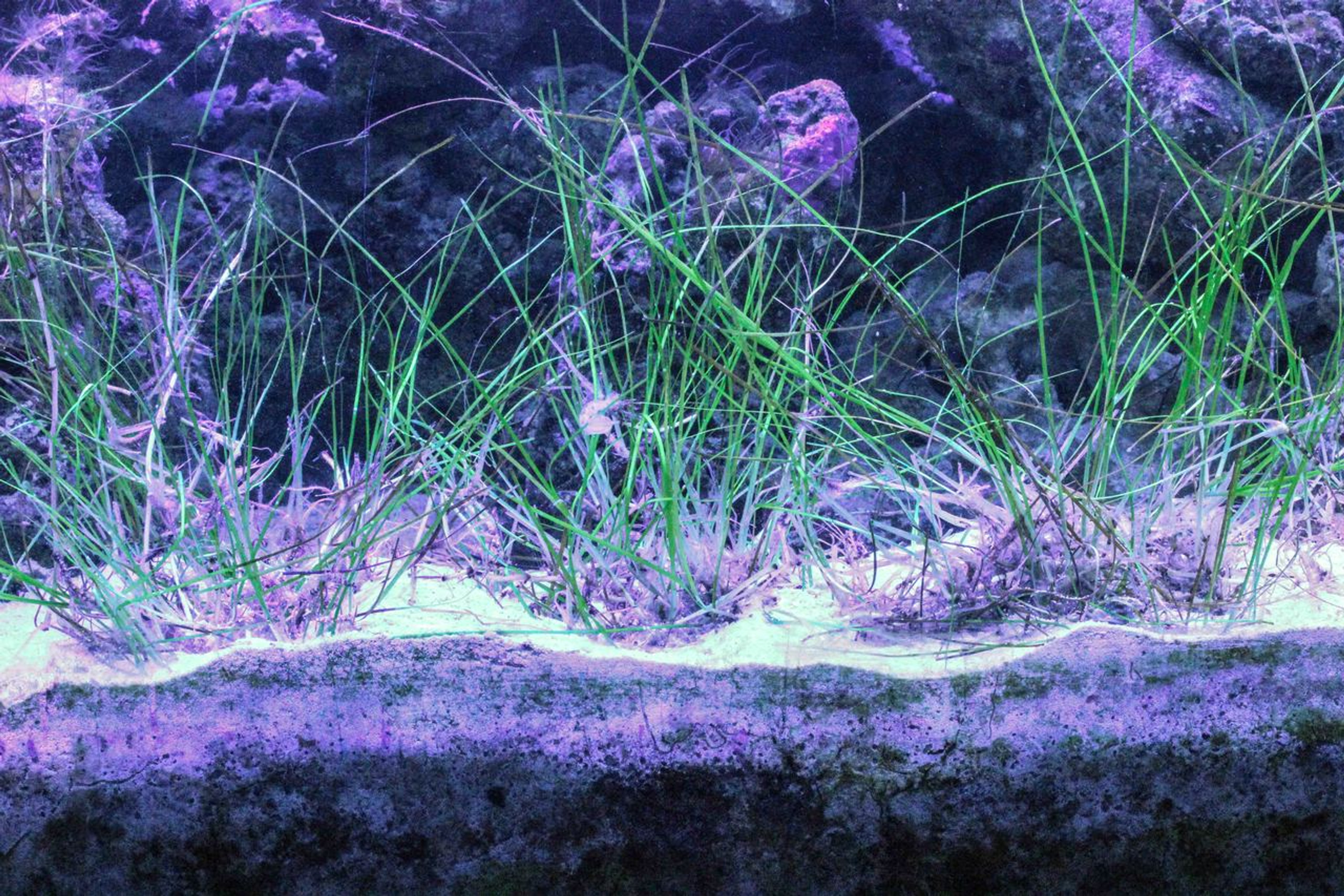 Sea Grass for Sale - Sea Grass Aquarium Reef Tank CopepoD AmphipoD Habitat Live Saltwater Marine Plants  84173.1517718320