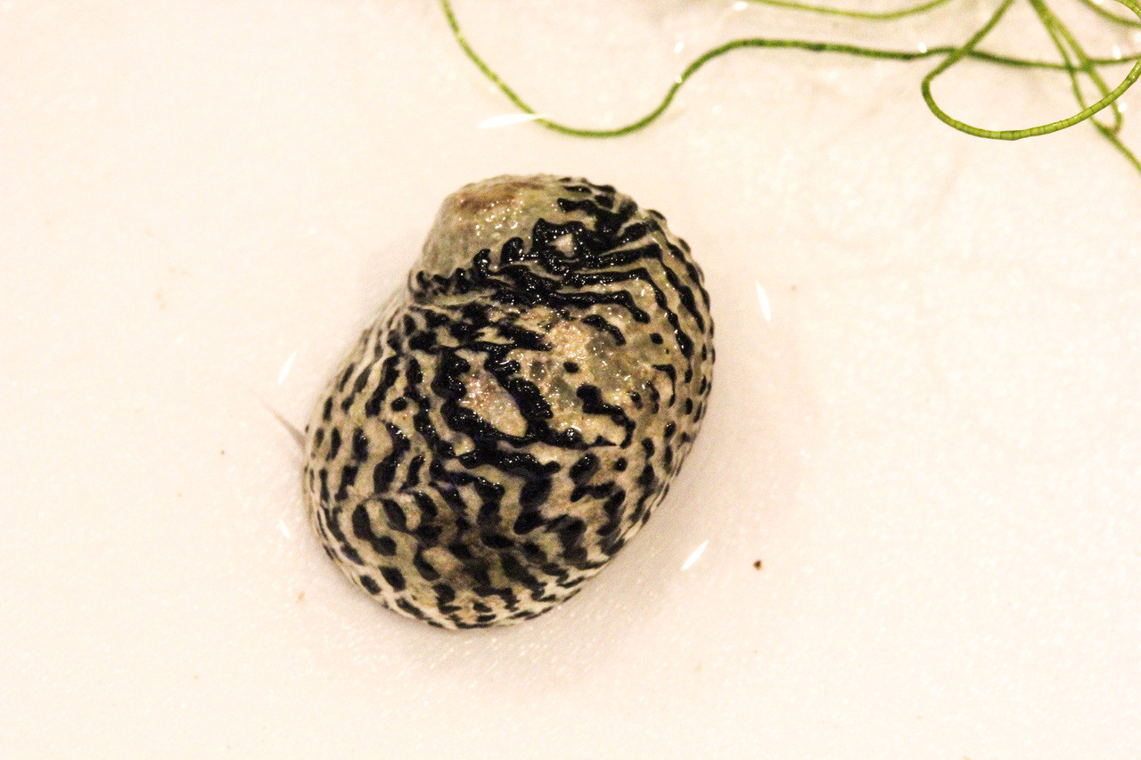 Buy Saltwater Nerite snails for Sale On line. Nerite Snails Saltwater Clean up Crew