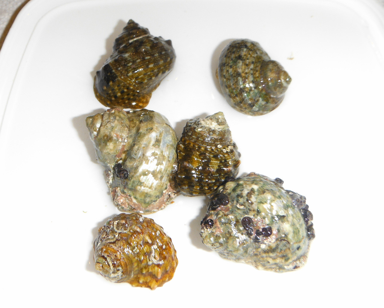 Mexican Turbo Snail Clean up Crew Saltwater Snails for sale