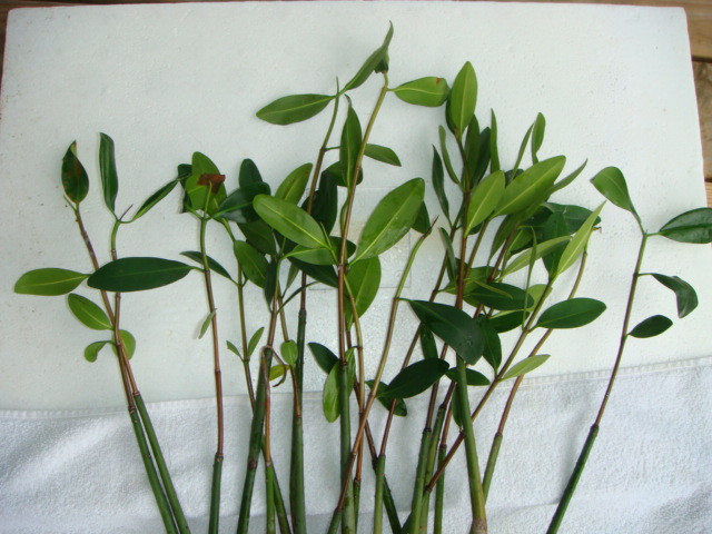 Red Mangrove for Sale Mangroves with Prop Roots