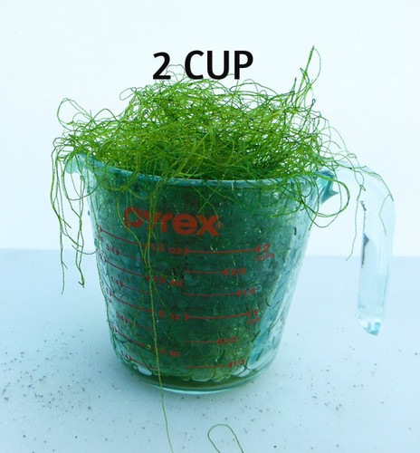 Live Plants 1/2 Cup AQUACULTURE NURSERY FARMS Chaetomorpha Macro Algae