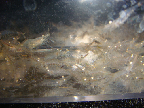 Saltwater Feeder Shrimp Feeder Shrimp Feeder Shrimp For Sale