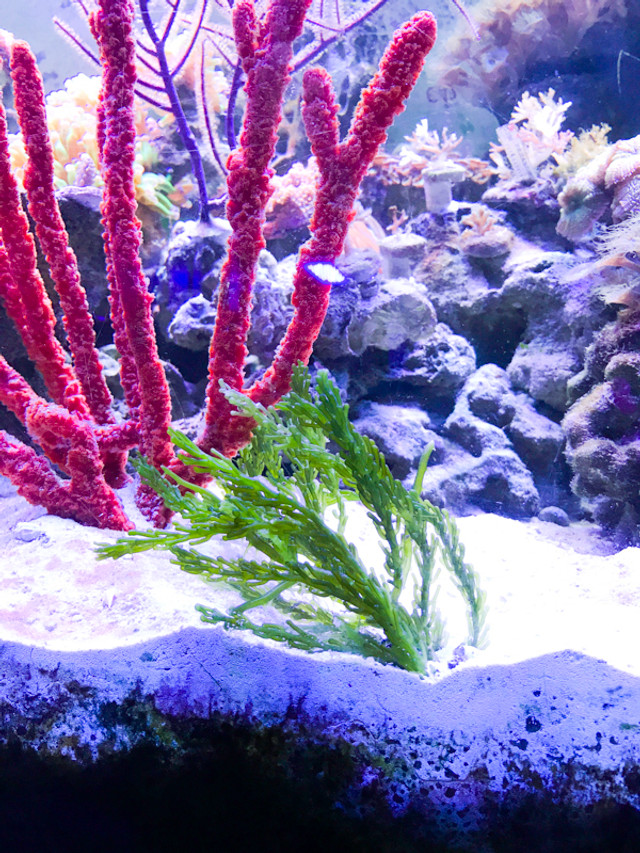 Buy Macro Algae Caulerpa for Sale Live Saltwater Plants