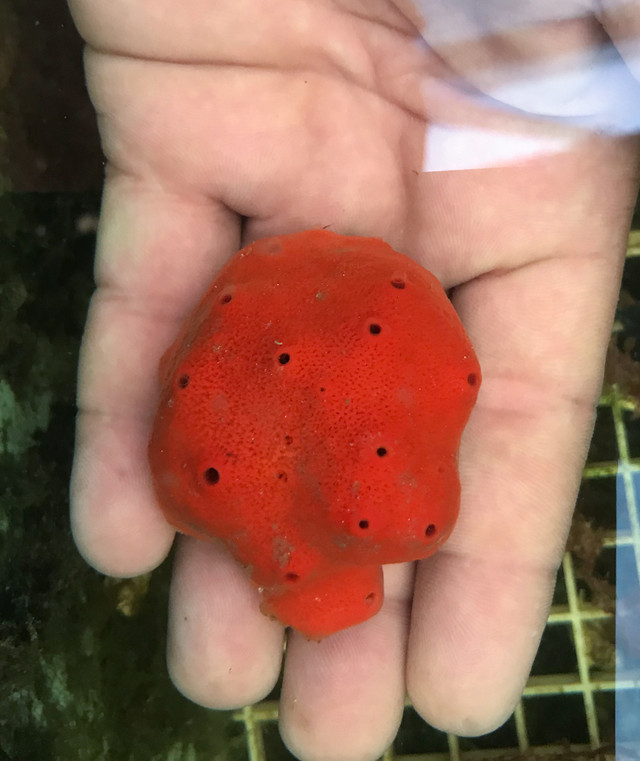 Live Sponge for sale. Buy Sea Sponges Get Free Shipping RUSALTY.