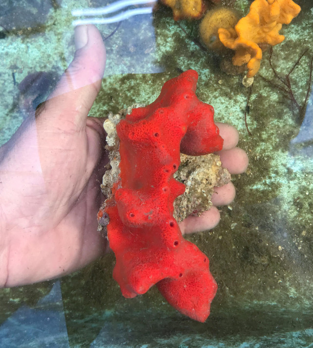 Rare Specimen Live Sea Sponge for Sale. Wine Colored Sponge.
