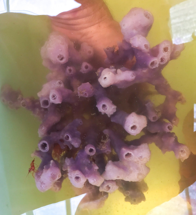 Purple Tube Sponge - RUSALTY
