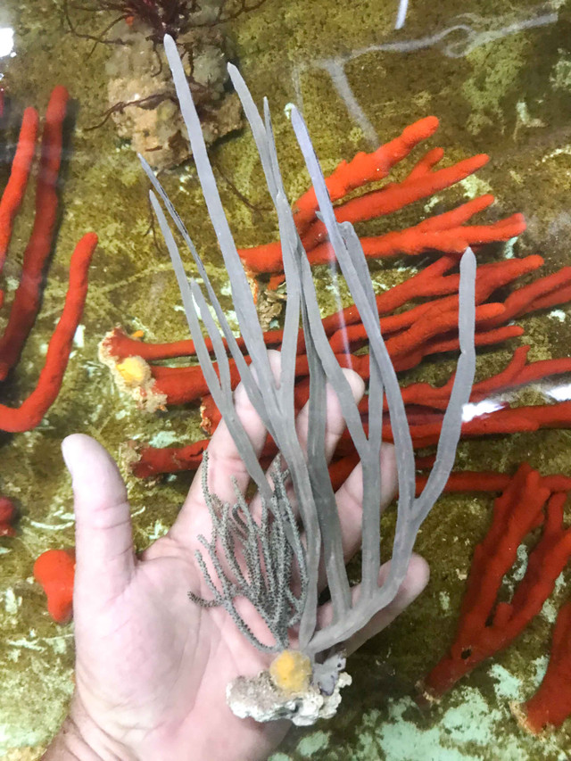 Live Sponge for Sale. Buy Sea Sponge