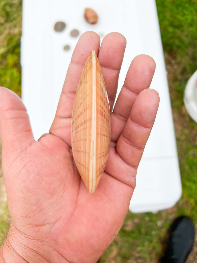 Venus Sunray Live clams for sale.