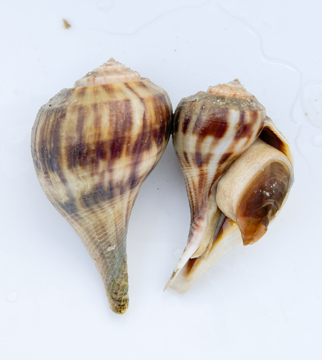 Rare Live Saltwater Snails for Sale.