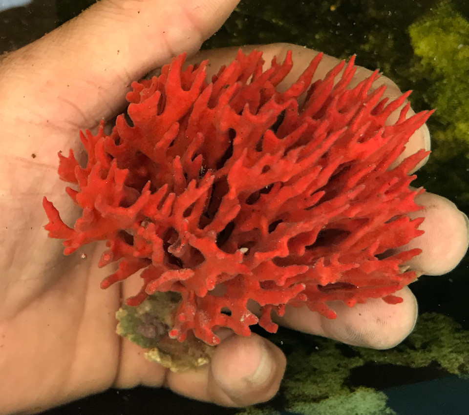 Live sponge for sale, Get saltwater sponges of all colors and shapes.