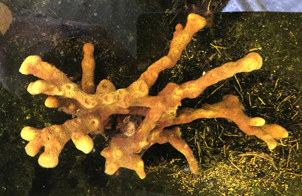 Sea Sponge for Sale | Buy Live Sponges Best variety and rare Colors.