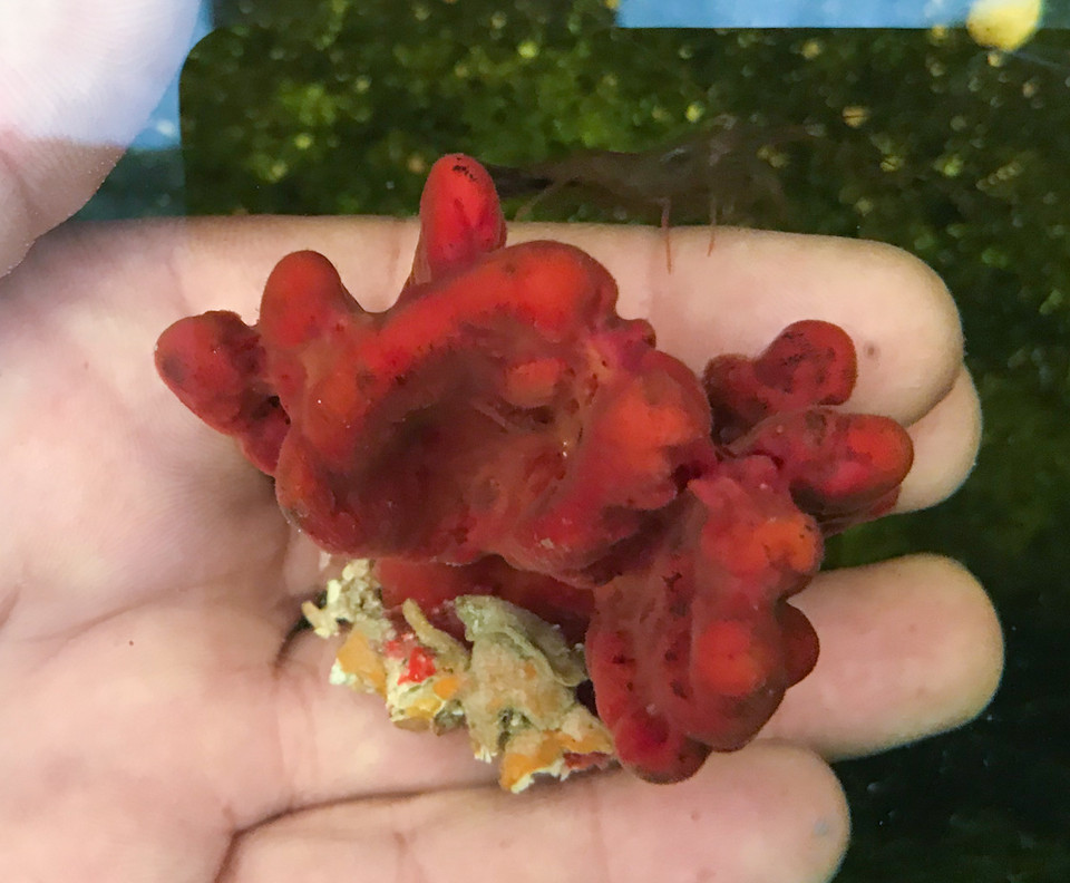 Rare Live Sea Sponge for Sale. Get the most variety of live sponges.