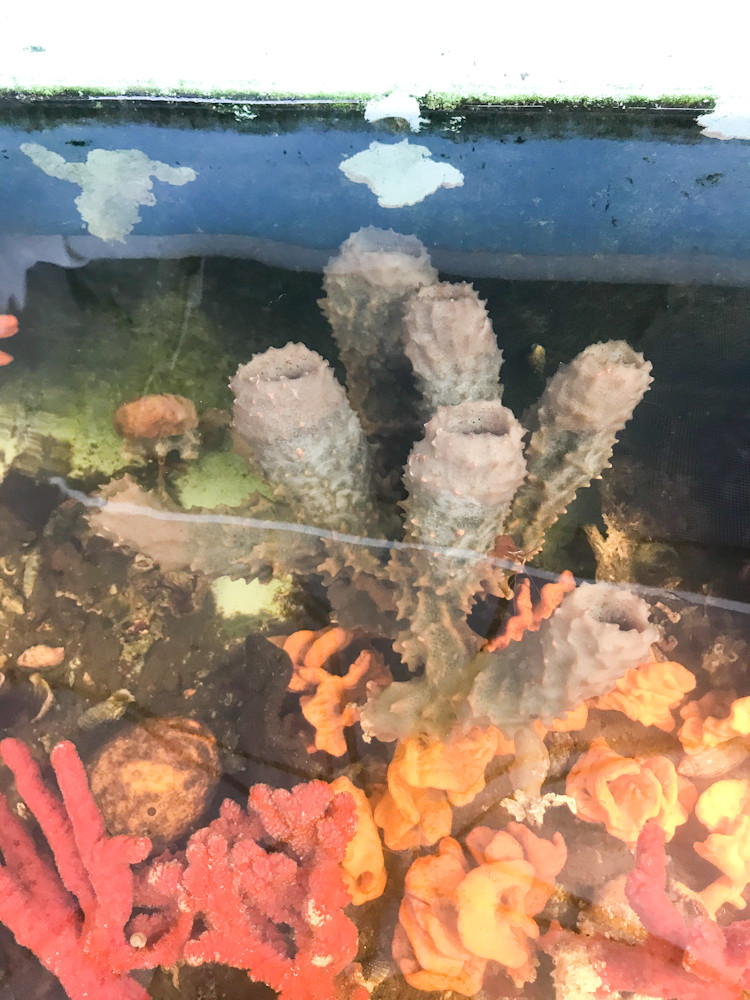 Extra Large Spotted Tube Sponge for Reef Tank Aquarium