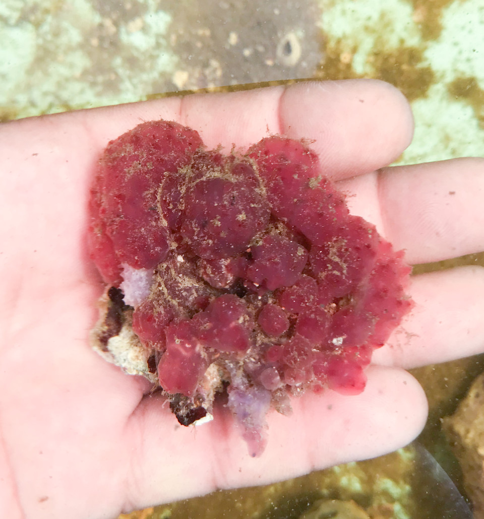 Coral Colonies for Sale. Get Free Shipping on Large Coral Colonies