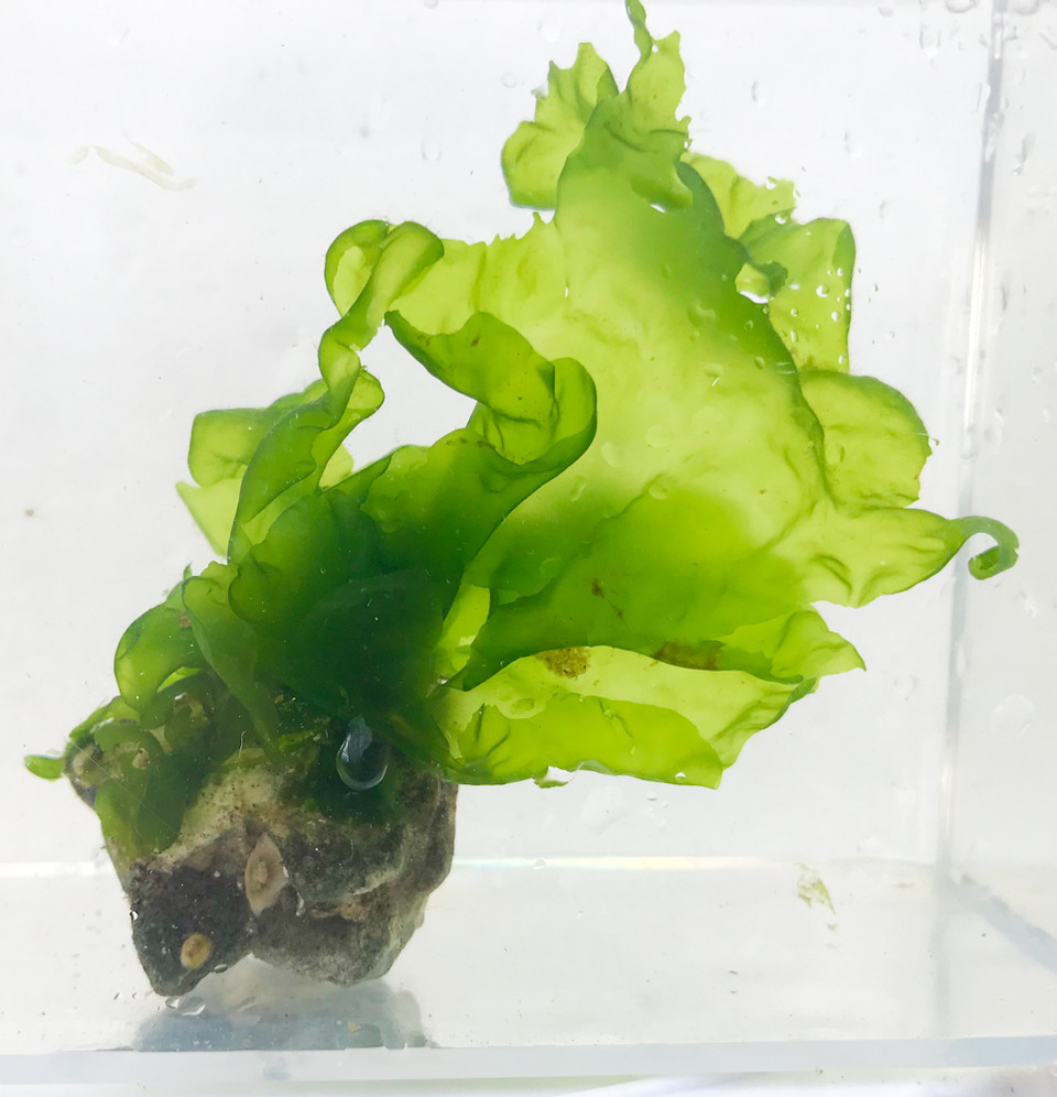 Lettuce Macro Algae for Sale Lettuce Macro Rooted on Live Rock