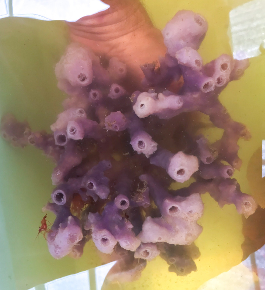 Purple Tube Sponge RUSALTY