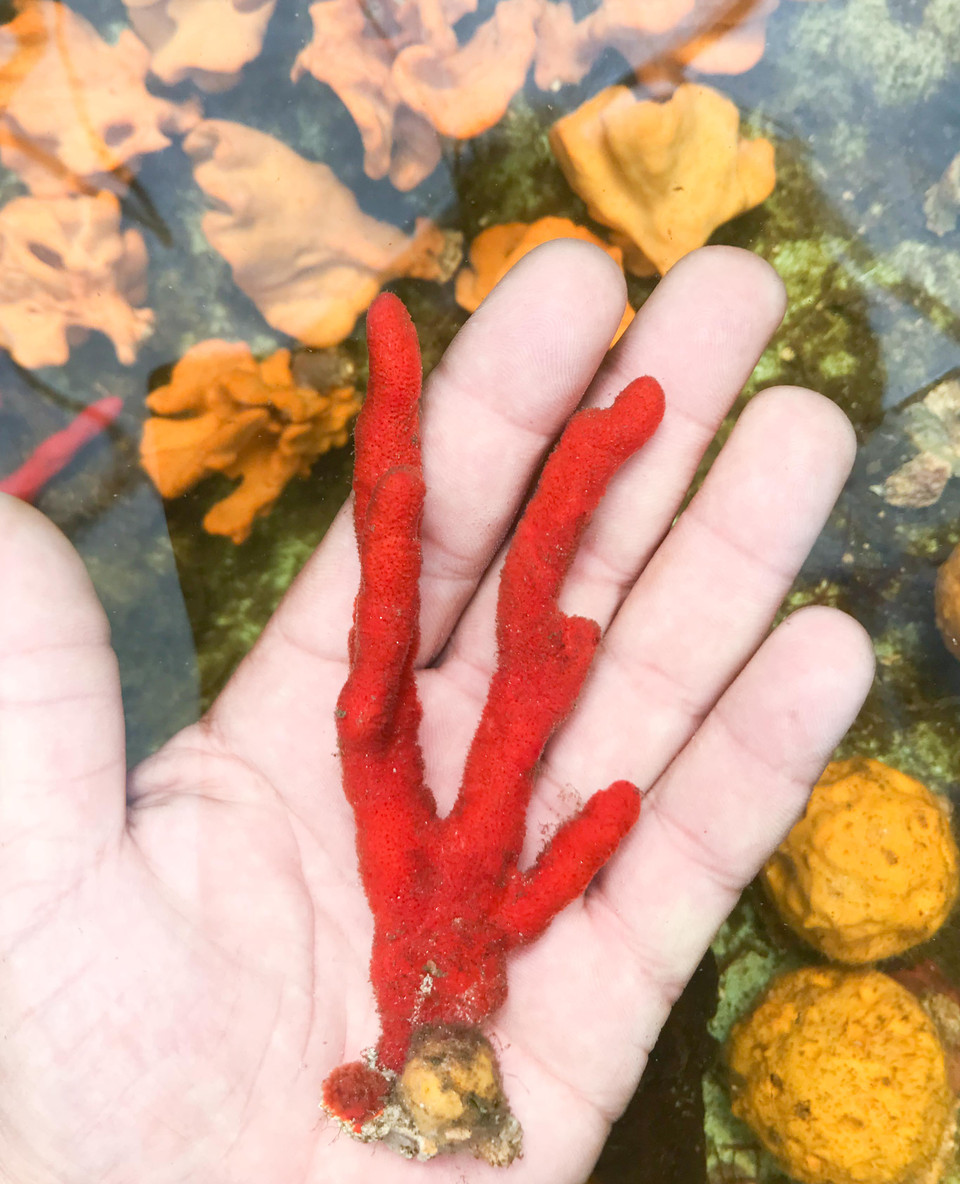 Red Tree Sponge Small Live Sponges