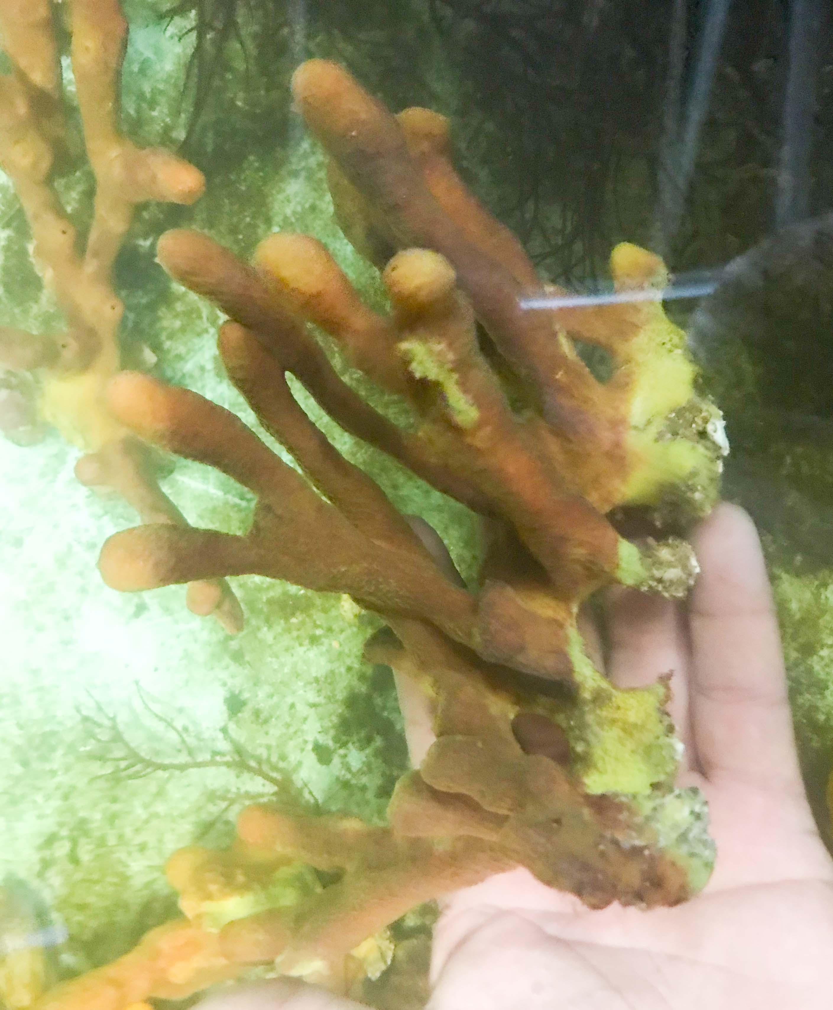 Sea Sponge for Sale Buy Live Sponges Best variety and rare Colors.