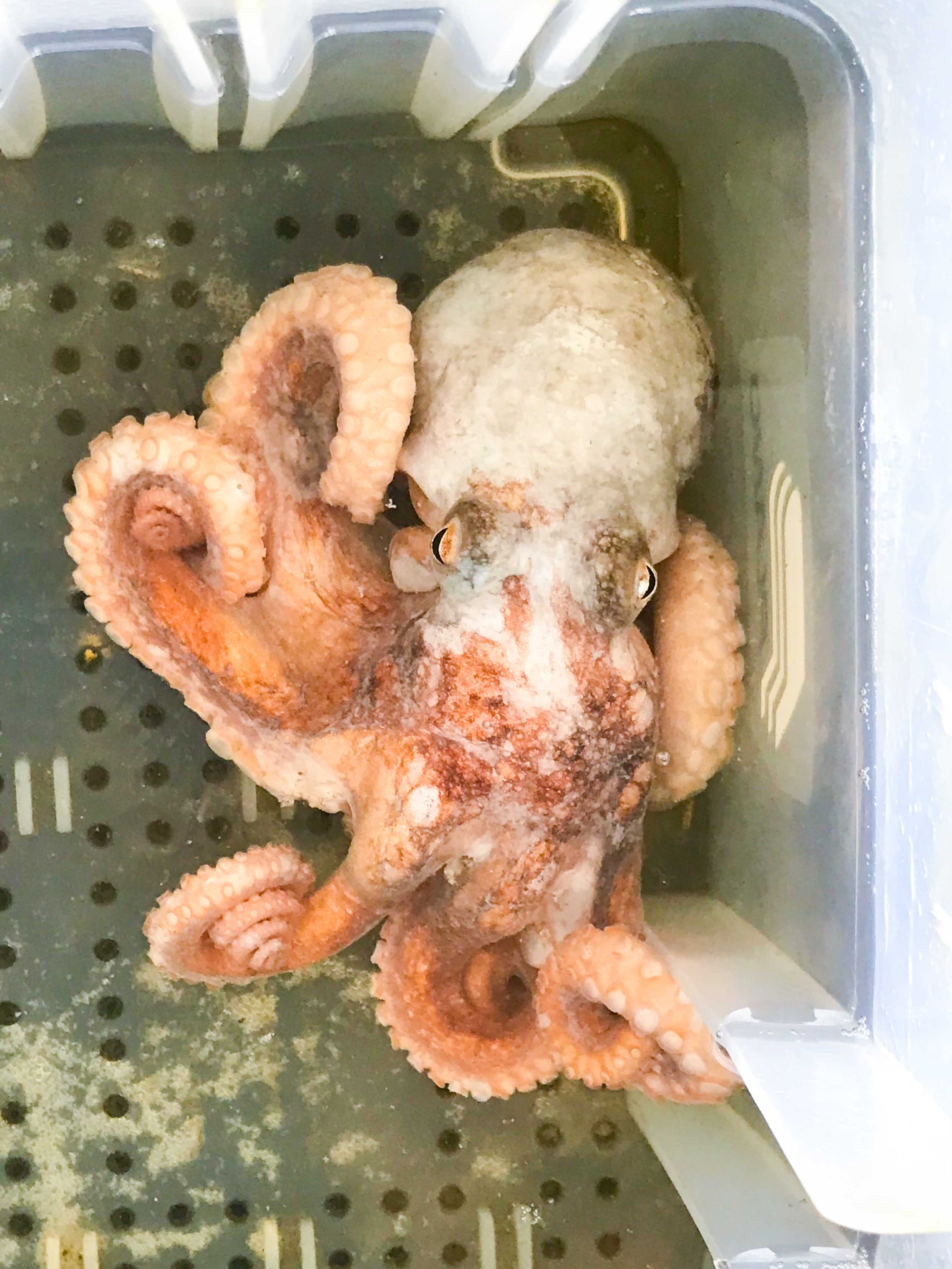 Reef Octopus for Sale. Live Octopus Cephalopods for Aquarium