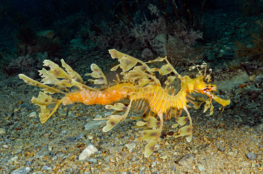 sea-dragon-seahorses-kept-and-raised-in-captivity-due-to-aquacultured-mysid-shrimp-and-amphipods-for-sale.-buy-amphipods-to-feed-seahorses.jpg