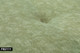 Off-green Linen Convertible Sleeper Sofa with Adjustable Construction and Design