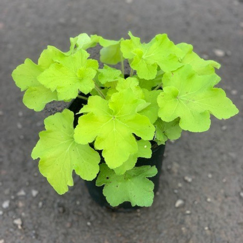 Heuchera 'Guacamole' #2
