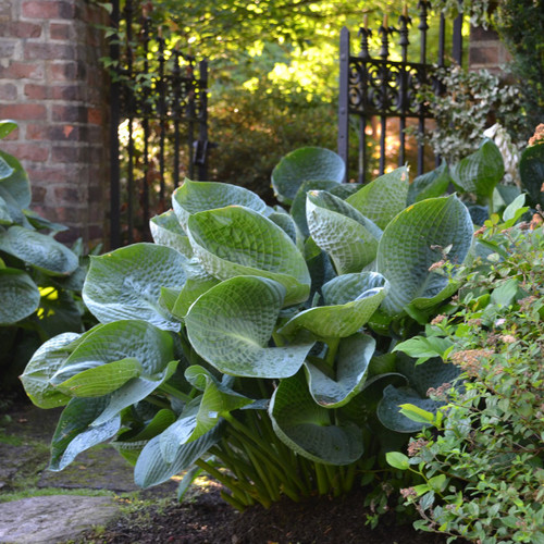 Hosta 'Abiqua Drinking Gourd' #1