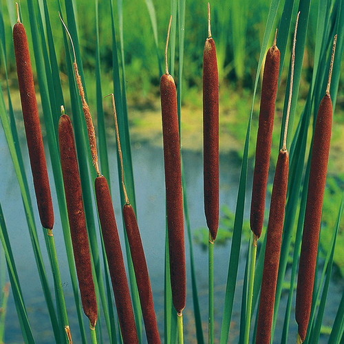 Typha 'Cat Tails' 5in. pot