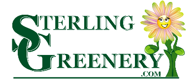 Sterling Greenery