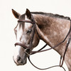 Hunter Bridle on a Horse
