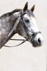 Adjustable Lever Noseband