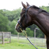 Newmarket Chain on Horse