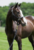 Black Leather Lead for Horse