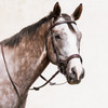 Anatomical Bridle on Horse