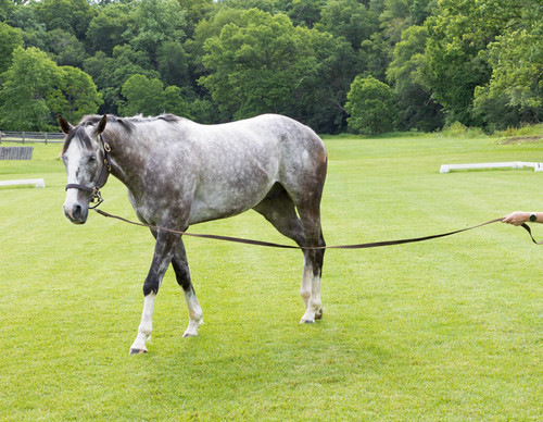Horse Lunge Line with Swivel and Snaps