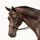 Guilia Bridle