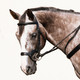 Innovativo Bridle