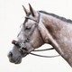 Crossroad Hackamore