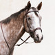 Betris Bridle