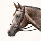 Cotswold Bridle