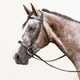 Moorland Fox Hunting Bridle