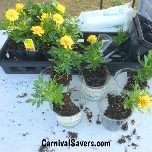 Small plants to transplant into plastic cups