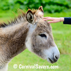 donkey-at-a-petting-zoo.jpg