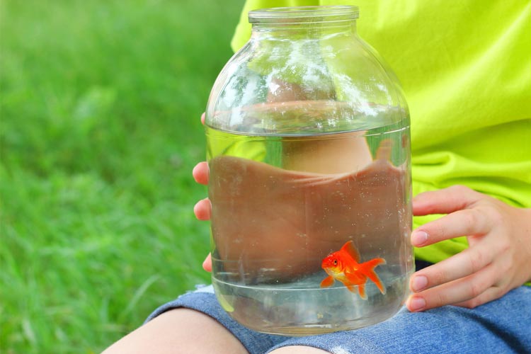 Try This Game WITHOUT the Fish - Carnival Savers
