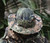 TEESAR® WASP I Z3A TRILAM. BOONIE HAT NEW - SMALL