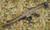 Monastor 102 Dark Earth 12ga Semi Auto Shotgun